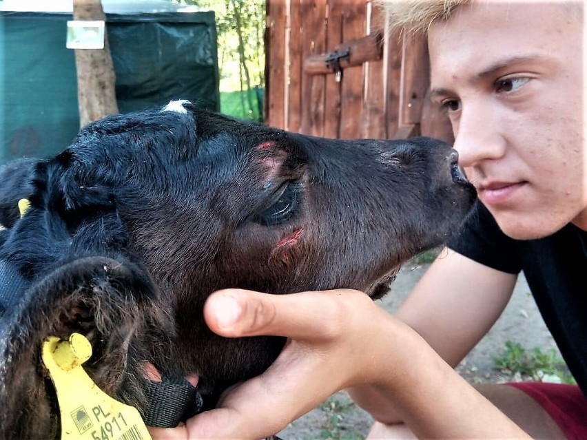 Młoda krowa uciekła z transportu. Uratowali ją i wykupili od rolników animalsi z Miastka