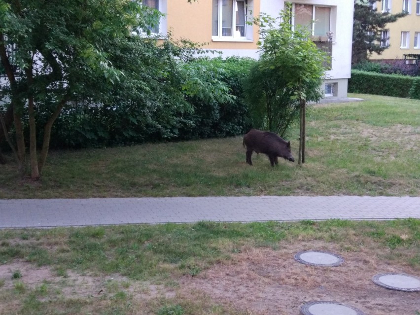 Zdjęcia od naszego Czytelnika otrzymaliśmy na skrzynkę...