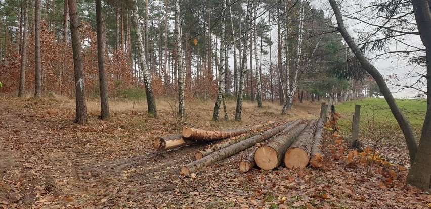 Kontrowersyjna wycinka drzew nad jeziorem Jeleń. Czytelnik: zniszczyli zdrowe drzewa (ZDJĘCIA)