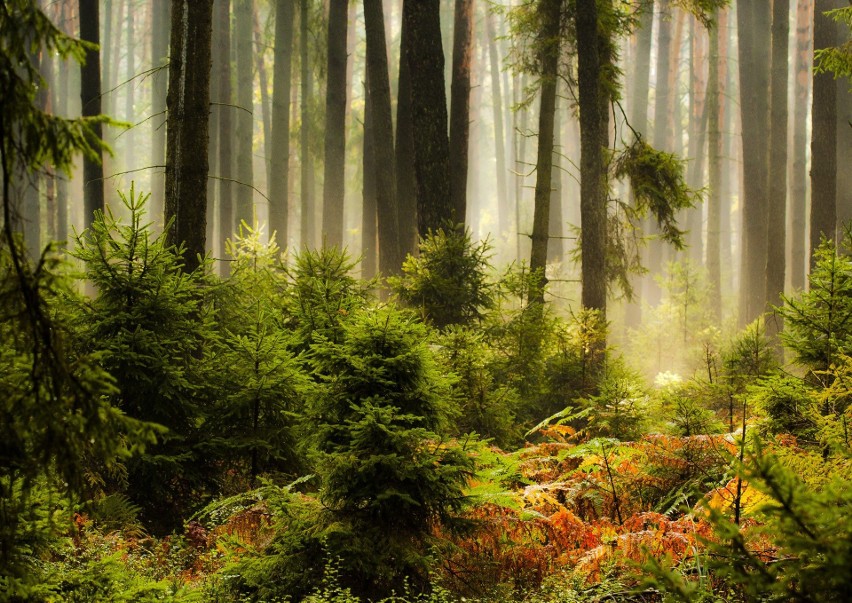 O lasach i leśnictwie. W stronę zrównoważonego rozwoju