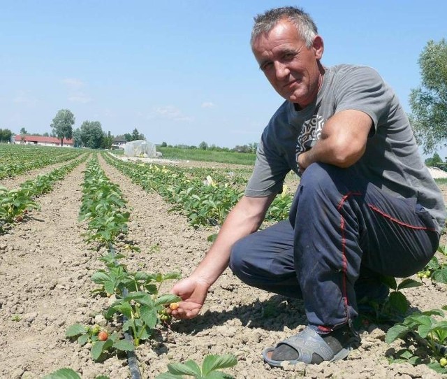Andrzej Skiba z Budzisk w gminie Łubnice w wyniku po-wodzi tracił ponad hektar truskawek, z których dziś mógłby ze-brać ponad dwadzieścia ton owoców. W tym roku jednoroczne krzaczki nie dały zysku.