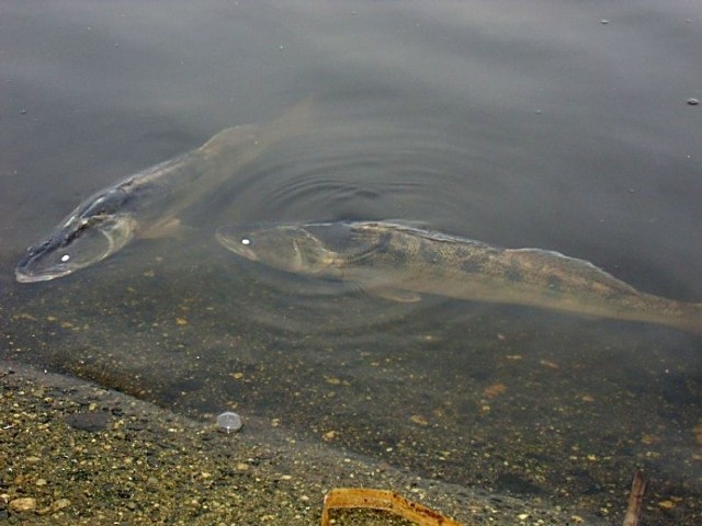 Śnięte ryby na Zalewie Rybnickim pojawiły się nie po raz pierwszy.