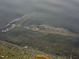 Śnięte ryby na Zalewie Rybnickim to efekt wyłączenia bloków węglowych w elektrowni?