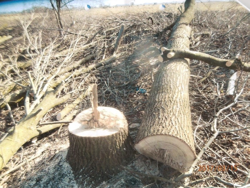 Rolnicy pochopnie wycinają drzewa. Szkodzą swoim uprawom i często łamią prawo