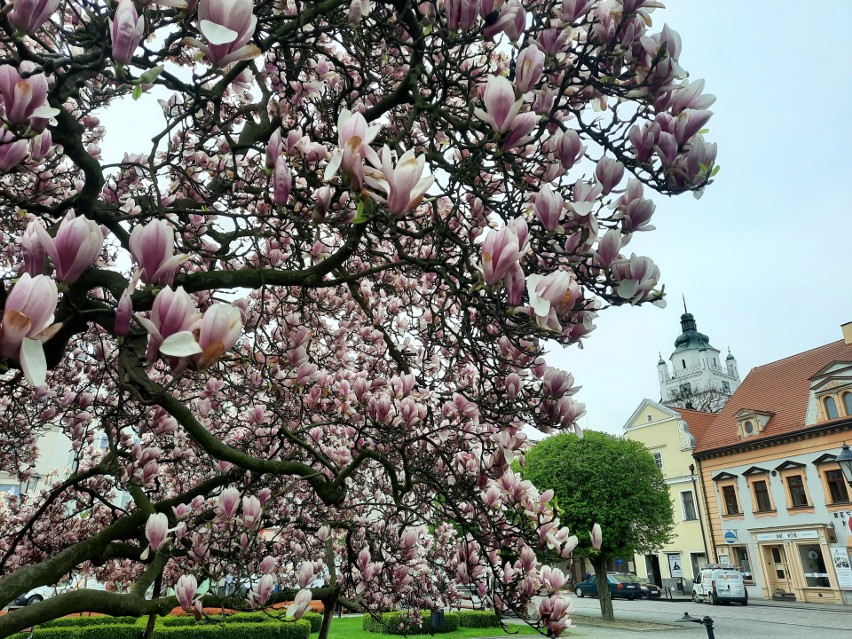 Kwitnąca magnolia na rynku w Kluczborku