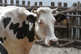 Coraz mniej gospodarstw hoduje krowy, a mleka jest coraz więcej