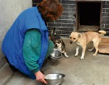 Ratują zwierzęta, znajdują im domy, pomagają niezamożnym leczyć i karmić ich psy oraz koty