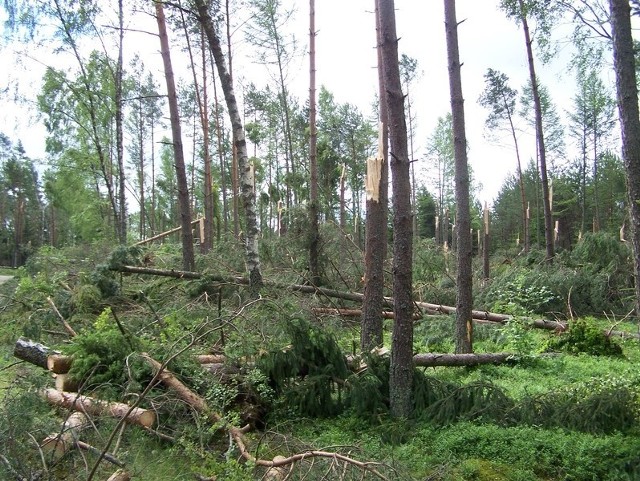 Zniszczone drzewa