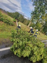 Wichura w regionie. Powalone drzewa, zniszczone samochody