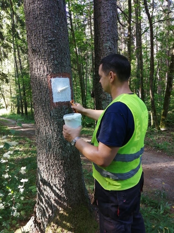 Wigierski Park Narodowy. Trwają prace nad oznakowaniem rowerowego szlaku zielonego wokół Wigier (zdjęcia)