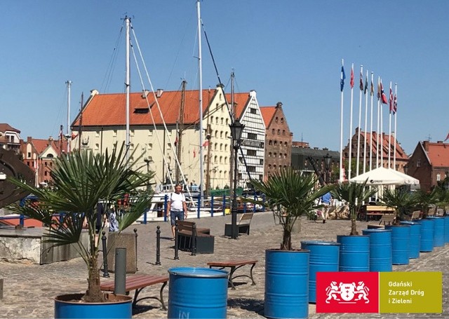 Gdański Zarząd Dróg i Zieleni posadził... palmy w beczkach na Szafarni. Dobry pomysł?