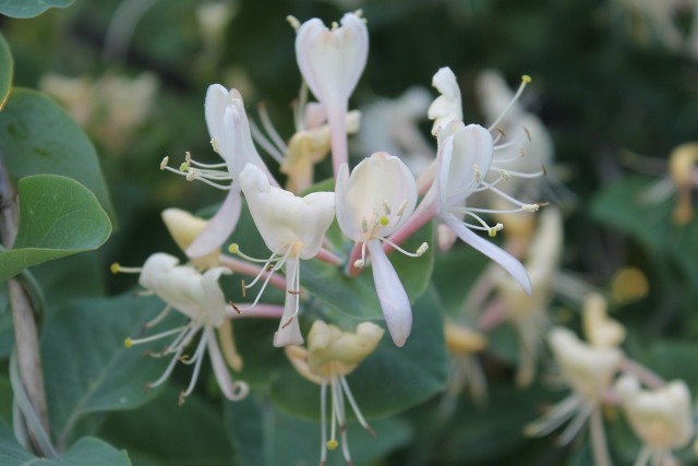 Wiciokrzew przewiercień nie tylko obficie kwitnie, ale również pięknie pachnie. Nuty zapachowe kapryfolium można znaleźć w perfumach.