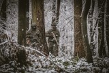 Lubelska Brygada Obrony Terytorialnej zaprasza chętnych na przeszkolenie zimowe