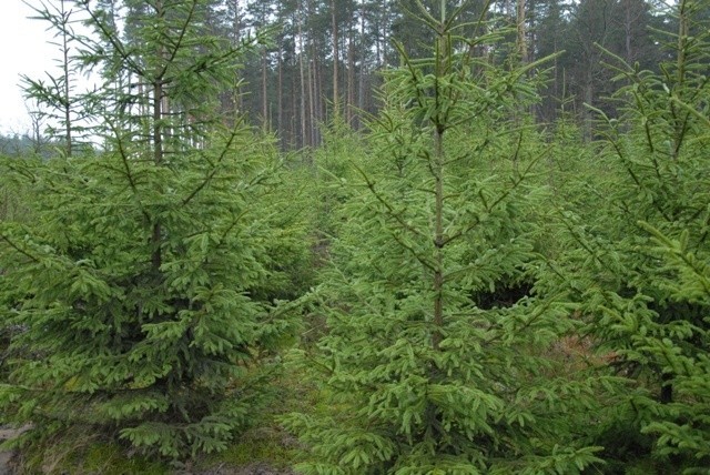 Leśnicy proponują naturalne choinki w atrakcyjnych cenach