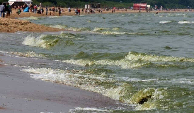 Sinice w Trójmieście. Zakaz kąpieli na większości kąpielisk