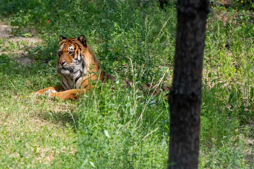 Tygrys - jeden z podopiecznych zoo w Poznaniu.