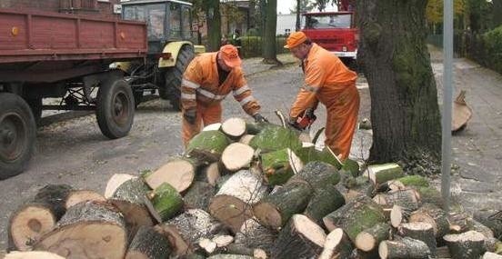 Gmina twierdzi, że  inwestor nielegalnie wycina drzewa