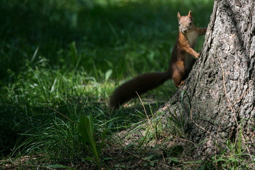 Kraków. Park Lotników tętni życiem. Zobacz najmniejszych mieszkańców tego terenu! [ZDJĘCIA]