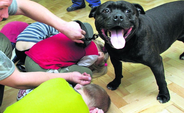 W szkołach oraz przedszkolach odbywają się specjalne zajęcia dla dzieci, na których uczą się, jak należy się zachować w sytuacji, gdy pies chce je zaatakować bądź ugryźć