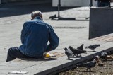 Gołębie są zagrożeniem dla naszego zdrowia. UM Bydgoszczy apeluje do mieszkańców, by nie dokarmiali ptaków