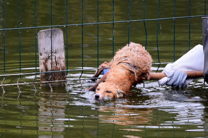 Pracownicy poznańskiego Nowego Zoo zauważyli, że w...