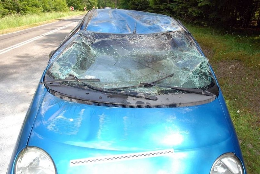 Wypadek koło Zwierzyńca: Owad wleciał do samochodu, auto dachowało