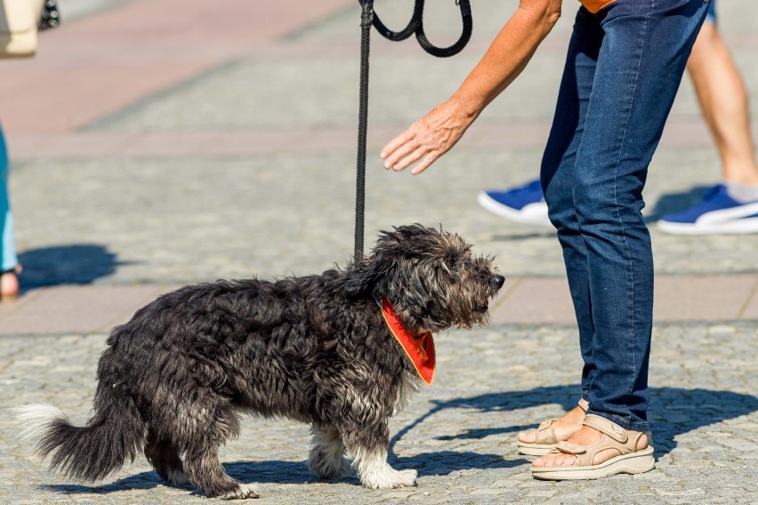 Białystok. Miss na 4 łapkach – choć po przejściach, są czarujące. Warto je wziąć [ZDJĘCIA]