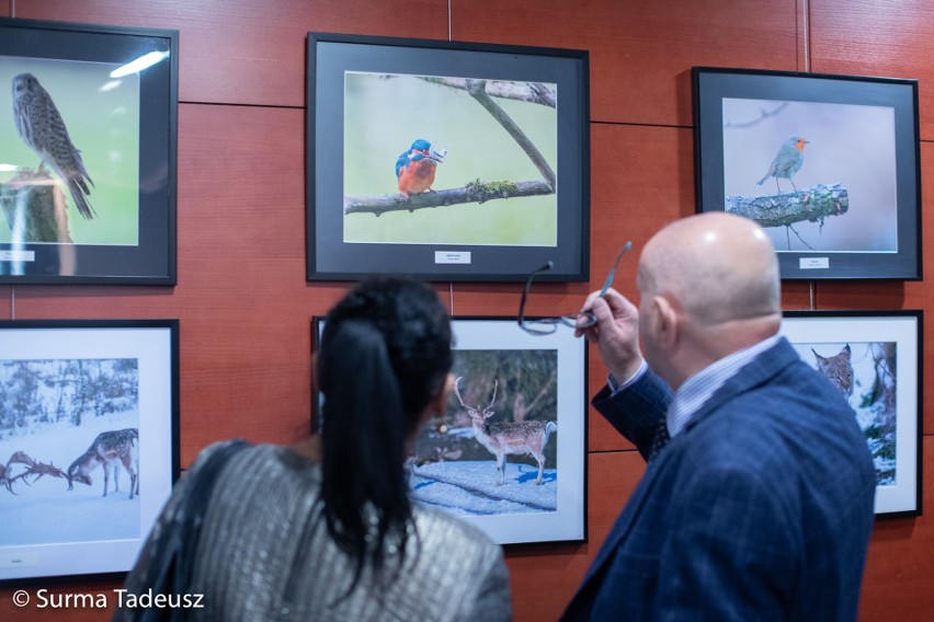 Pozują mu wszystkie zwierzęta, ale on najbardziej lubi fotografować jelenie. Wystawa fotografii przyrodniczej Jana Rybaczuka otwarta w SCK