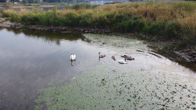 Śniętych ryb w Odrze na wysokości Cigacic już niemal nie widać. Jest za to dużo ptactwa wodnego.