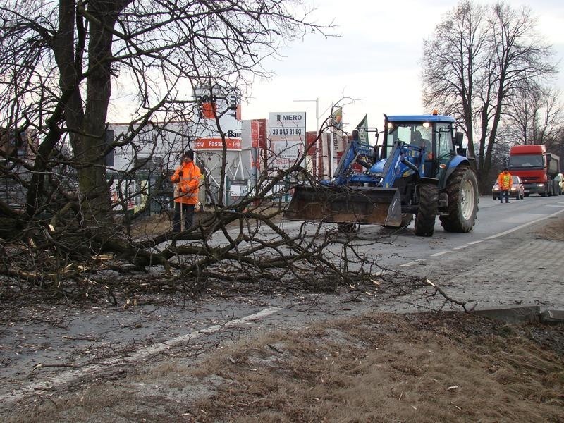 Trwa wycinka drzew wzdłuż tras wojewódzkich 948 i 949 w powiecie oświęcimskim