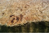 "Kurze stopki" - niezwykłe ślady sprzed ćwierć miliona lat można oglądać nad zalewem w Brodach. Zobacz zdjęcia i film