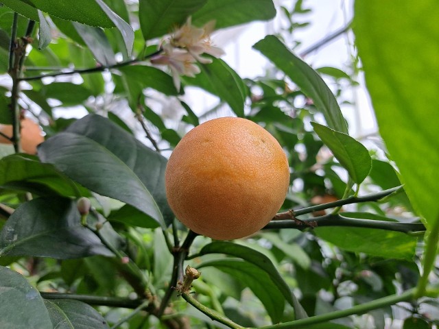 Piękna, bydgoska pomarańcza - cieszy zmysły zapachem i obrazem