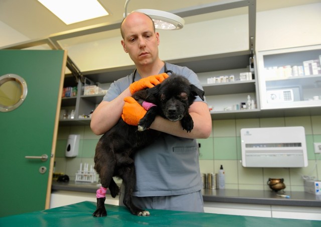 W Maćkowicach znaleziono pobitego psa. Pies ma uszkodzoną wątrobę i płuco. Na skutek uderzenia jego oczy wypadły z oczodołów, na szczęście udało się je zreponować do środka. Weterynarze z lecznicy dla zwierząt "Ada" w Przemyślu, walczą o życie czworonoga.