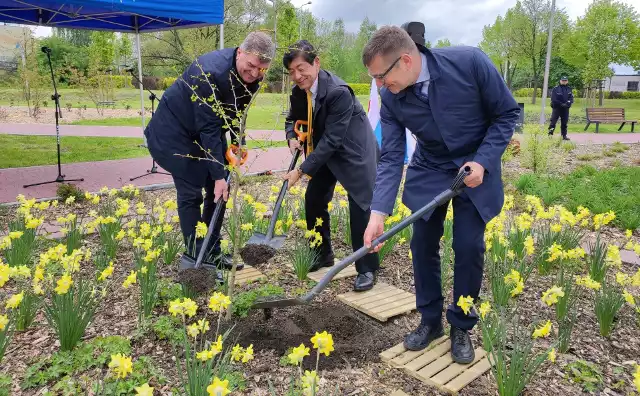 W parku Zasole w Oświęcimiu w Alei Drzew Pamięci zasadzony został miłorząb japoński wyhodowany z drzewa spalonego częściowo po wybuchu bomby atomowej zrzuconej na Hiroszimę. Na zdjęciu (od lewej) prezydent Oświęcimia Janusz Chwierut, ambasador Japonii Akio Miyajima  i wicedyrektor Muzeum Auschwitz-Birkenau Andrzej Kacorzyk