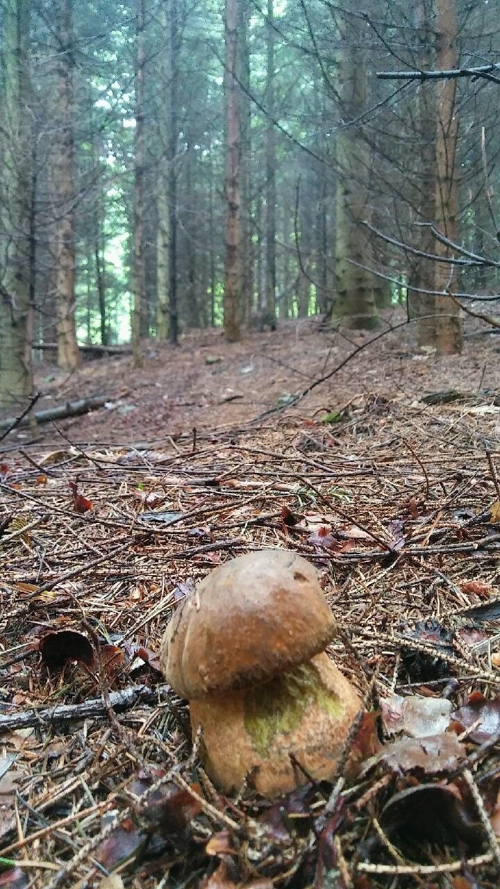 Justyn Kołek, znany grzyboznawca, mówi, że w Beskidach...