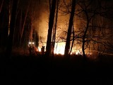 Poważny pożar lasu w pobliżu Stalowej Woli. Płonęło około 50 hektarów, z ogniem walczyło 30 zastępów straży pożarnej! - AKTUALIZACJA
