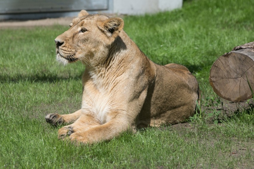 Zoo w Krakowie. Jaguary i lwy mają swój pawilon [ZDJĘCIA]