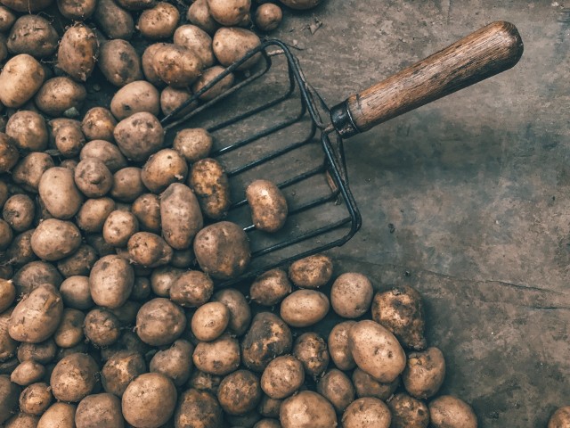 Przed rokiem cena za ziemniaki była o połowę niższa, ale w tym sezonie plon może być mniejszy nawet o ponad połowę.