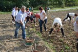 Tuka, czyli wykopki jak za dawnych lat [ZDJĘCIA, WIDEO]