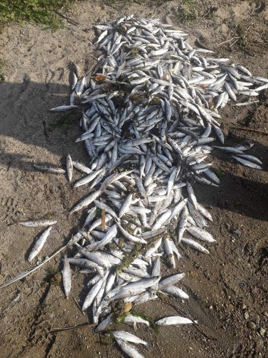 Pół tony śniętych ryb wyłowiono z jeziora Łaśmiady na Mazurach. To prawdopodobnie przyducha [ZDJĘCIA] 
