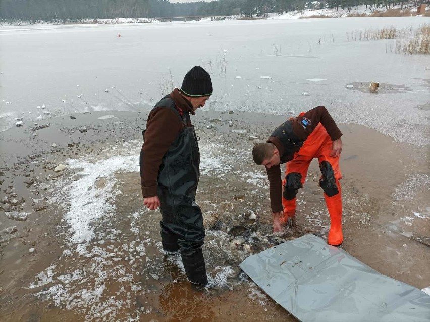 1500 kilogramów ryb trafiło do zalewu Lubianka w Starachowicach