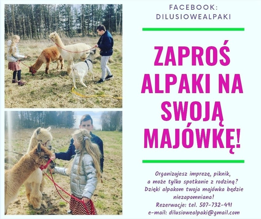 Majówka z alpakami i innymi ziwrzakami