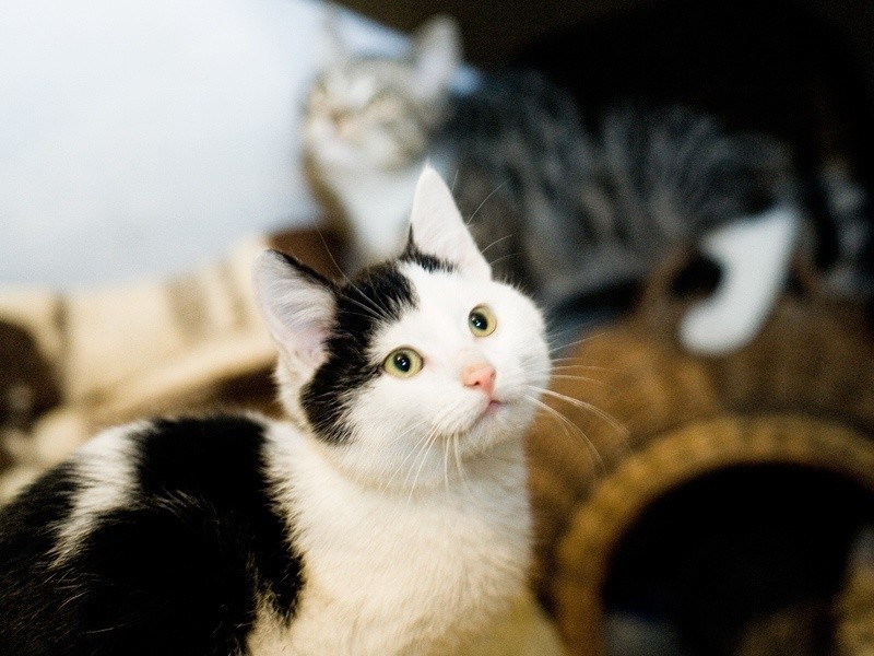 Siedem kotów szuka domu - zaadoptuj je już dziś!