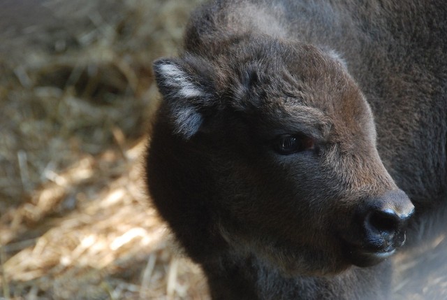 W bydgoskim Ogrodzie Zoologicznym, po pięcioletniej przerwie, urodził się żubr! Maluch ma dopiero dwa dni a już wychodzi na wybieg. Kto będzie cierpliwy i będzie miał odrobinę szczęścia, to go zobaczy - matka na razie bardzo chroni swoje pierwsze dziecko i zasłania je całym ciałem przed wścibskimi ludźmi.W ogrodzie wykluły się także małe puszczyki. Na jednym z wybiegów biegają też młode kapibary.