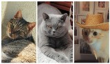 Koty, kotki, kociska naszych Czytelników na zdjęciach. Zobaczcie te urocze i kochane koty