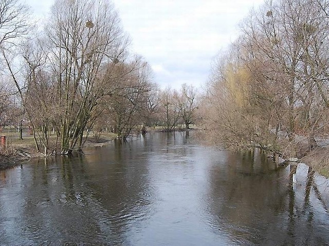 Intensywnie zarybiana Drwęca, oferuje nie tylko czystą wodę, ale i sporo atrakcji wędkarzom.