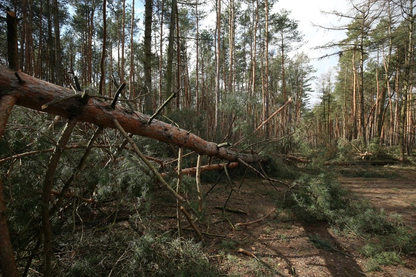 Tak wyglądają teraz lasy w okolicach Kędzierzyna i Strzelec...