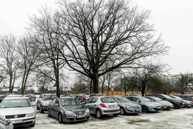 Parking w pobliżu budynku ZUS. Tu rośnie jedno z drzew, które może zostać pomnikiem przyrody