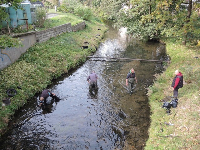 W sobotę grupa mieszkańców Miastka oczyszczała rzekę Studnicę.