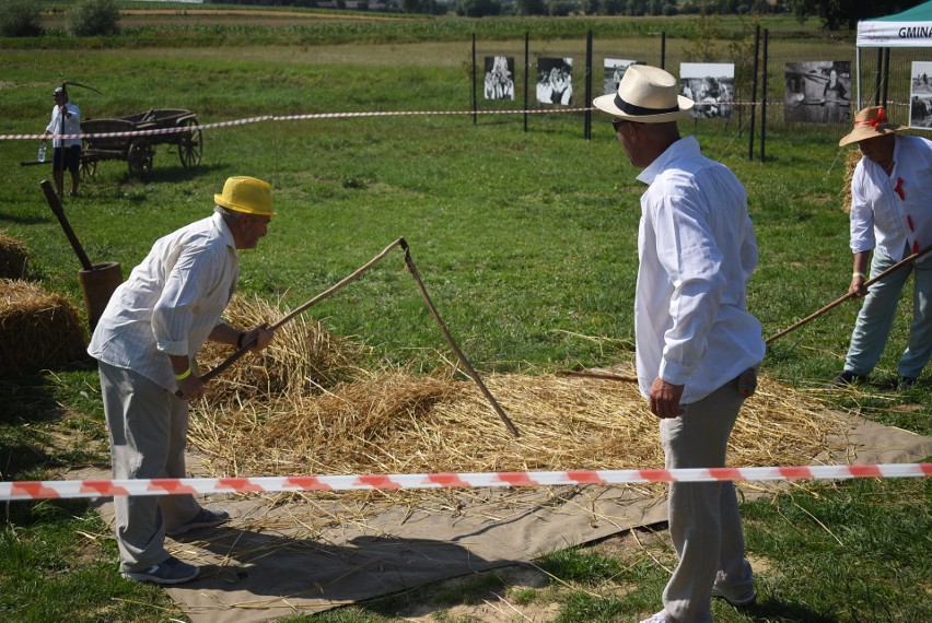 Ostrów. Próba bicia rekordu Guinnessa w jednoczesnym koszeniu zboża [WIĘCEJ ZDJĘĆ]